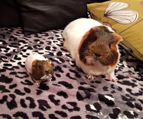 guinea pig portrait