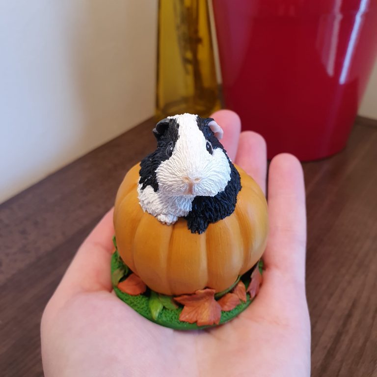 Autumn Guinea Pig
