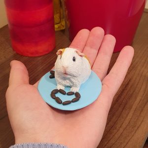 Valentine's day guinea pig