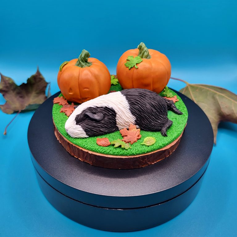 Autumn Sleeping Black & White Guinea Pig