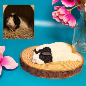 Personalised Teddy Guinea Pig