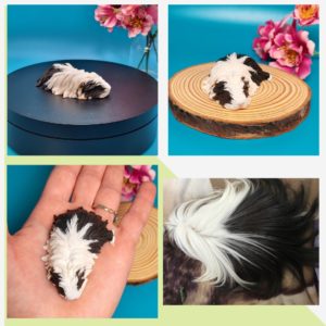 Long hair Sleeping Guinea Pig