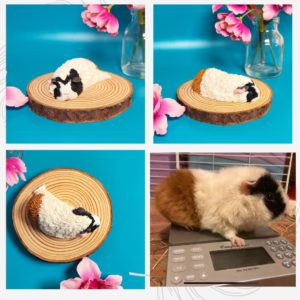 Personalised Teddy Guinea Pig