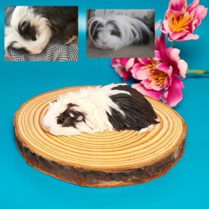 Long hair Sleeping Guinea Pig