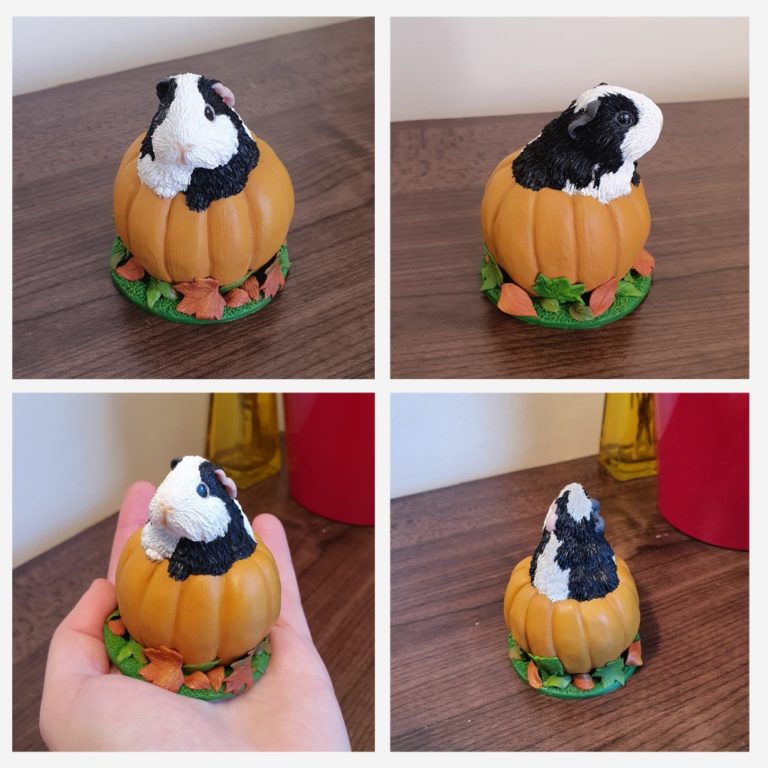 Autumn Guinea Pig