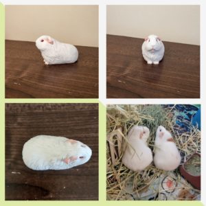 Personalised White Guinea pig figurine