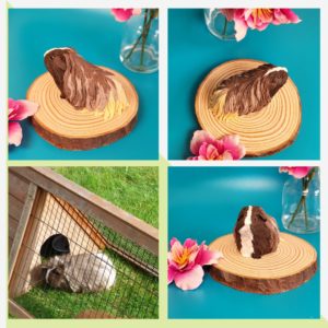 Personalised long hair guinea pig