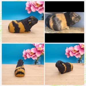 Smooth coat mini guinea pig figurine. Black with ginger lines
